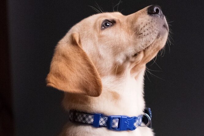 dogcropped2-900×444